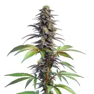 Cola central de Blueberry x Lemon Haze Auto autofloreciente con aroma cítrico y dulce.