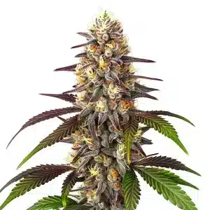 Cogollo de Blueberry x Mazar Auto autofloreciente dulce y potente.