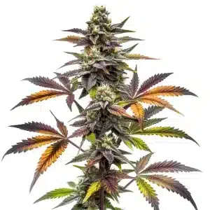 Planta de Blueberry x OG Kush con hojas púrpuras y cogollos densos genética potente.