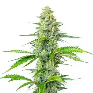 Cola central de Blueberry x White Widow con cogollos compactos y resinosos.