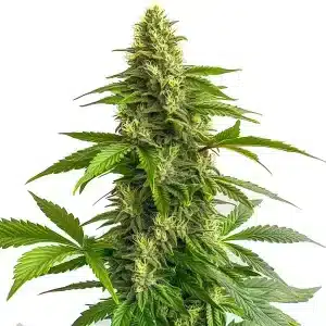 Cogollo denso de Bruce Banner #3 FBV cubierto de resina.