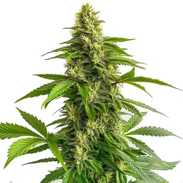 Bruce Banner #3 FBV