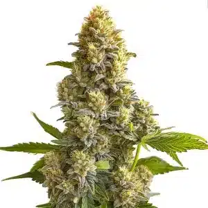 Bruce Banner Auto con cogollos compactos y cubiertos de tricomas.