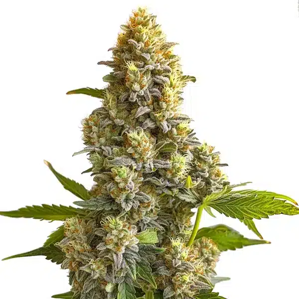 Bruce Banner Auto