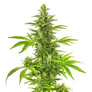 Planta de Bruce Banner Fast Version con cogollos grandes y resinosos, genética potente de floración rápida.