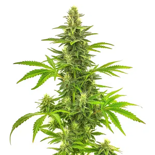 Bruce Banner Fast Version