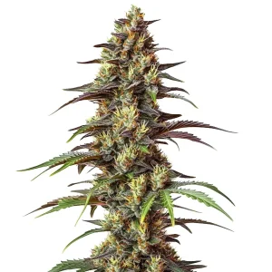 Bruce Banner Regular con cogollos compactos, genética potente y resinosa de alto rendimiento.