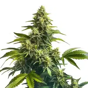 Cola principal de Bruce Banner x Carmen con cogollos grandes y resinosos, híbrido equilibrado.