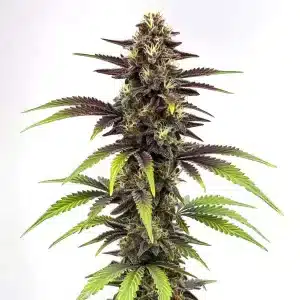 Planta de Bruce Banner x Do-Si-Dos con tonos púrpuras y cogollos resinosos.