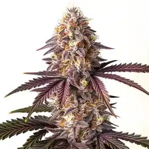 Cogollo de cannabis Bruce Banner x Grape con tonos púrpura intensos, tricomas abundantes y hojas oscuras.