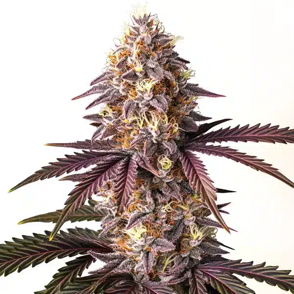 Bruce Banner x Grape