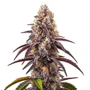 Cogollo de Bruce Banner x Grapefruit Regular con resina brillante, genética regular potente y aromática.