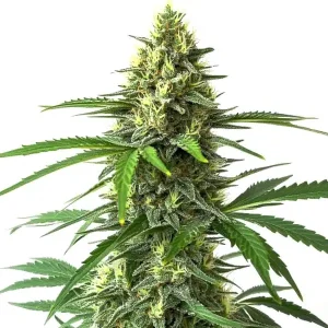 Cogollo de Bruce Banner x Kali Mist, híbrido sativa potente y de floración rápida.
