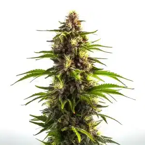 Bruce Banner x Mochalope con cogollos compactos y resinosos, híbrido de aromas dulces y terrosos.