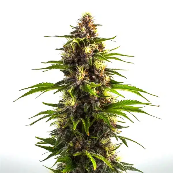 Bruce Banner x Mochalope
