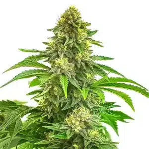 Cola principal de Bruce Banner x Tropi BCN Regular con cogollos compactos y resinosos.