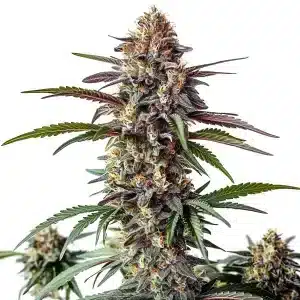Cogollo de Bruce Banner x White Russian, híbrido potente y equilibrado de floración rápida.