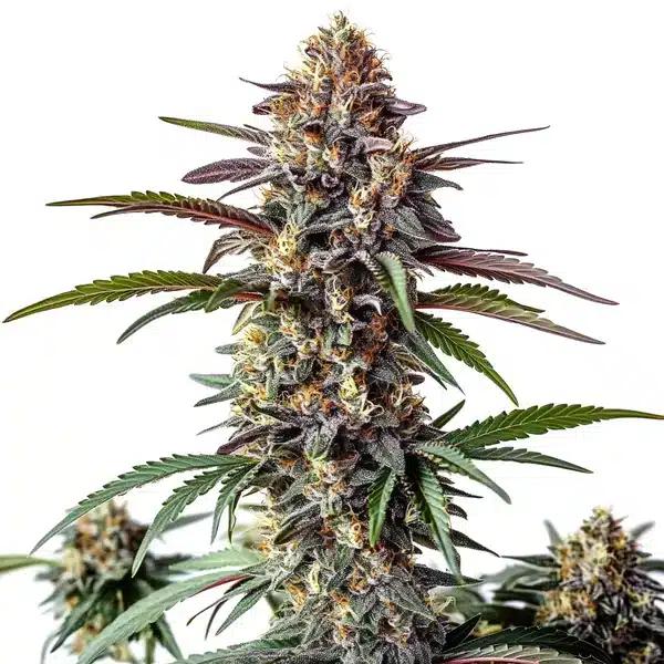 Bruce Banner x White Russian