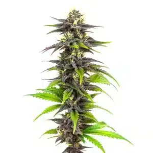 Cogollo de Bubba’s Gift con tonos morados y verdes, estructura compacta y abundante resina.