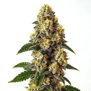 Cogollo de Bubba Kush con resina espesa, genética índica potente y aromática.