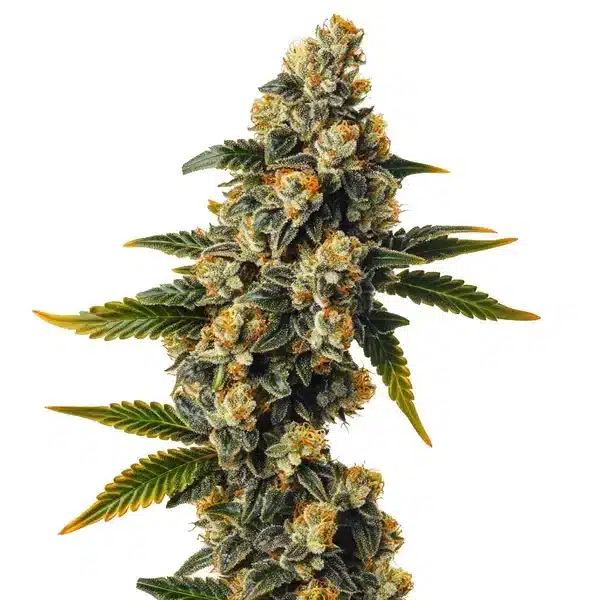 Bubba Kush Auto