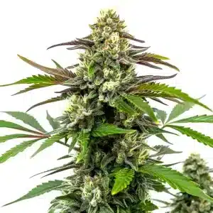 Bubble Gum Sherb: Dulzura intensa y potencia.