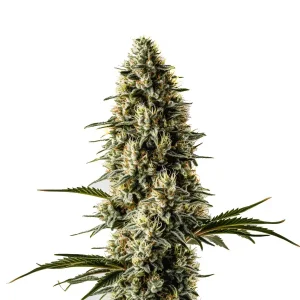 Cogollo de Bubblegum con abundante resina, genética dulce y equilibrada de alto rendimiento.