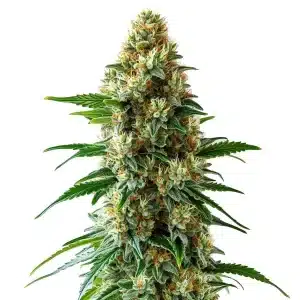 Cogollo de Bubblegum Auto con resina brillante, genética autofloreciente dulce y productiva.