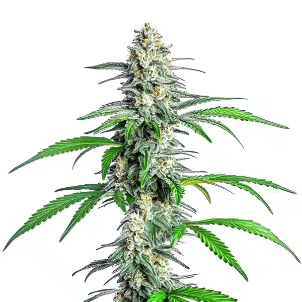 Bubblegum Cookies