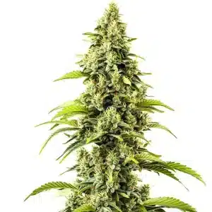 Cola central de Bubblegum Haze con cogollos densos y resinosos, genética sativa.