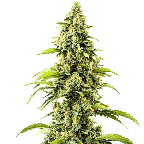 Bubblegum Haze