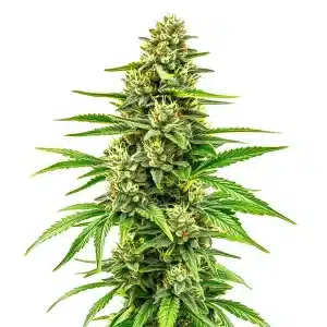 Cogollo de Bubblegum Regular, genética clásica de aroma dulce y afrutado.
