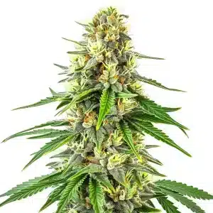 Cola principal de Budmint con cogollos resinosos, genética potente con aroma fresco y mentolado.