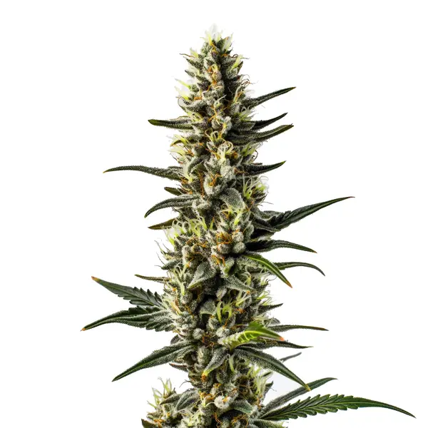 CBD 1-CA (1:20)