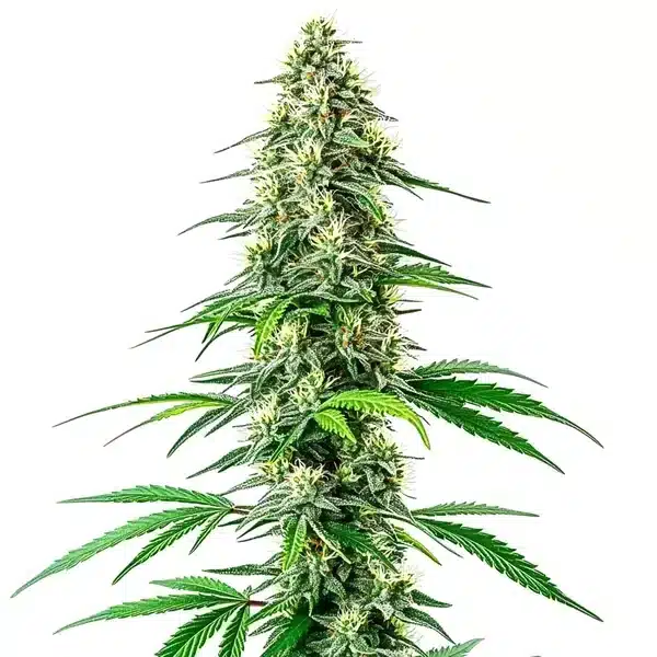 CBD Black Diesel (1:1)