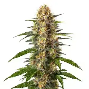Planta de cannabis CBD Black Domina (1:1) con cogollos densos y equilibrio perfecto entre THC y CBD.