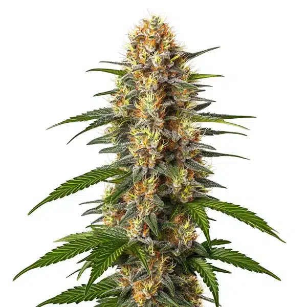 CBD Black Domina (1:1)