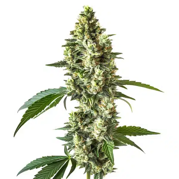 Blueberry CBD (1:1)