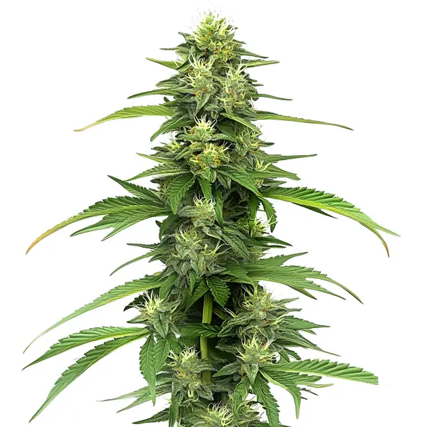 Blueberry CBD (1:16)