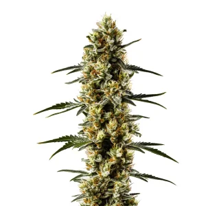 Cogollo de Candida CBD cubierto de resina clara, genética rica en CBD y baja en THC.