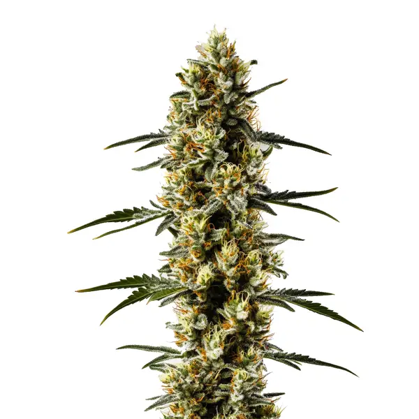 Candida CBD