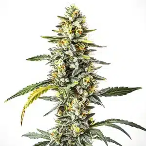 Planta de cannabis CBD Cheese (1:1) con cogollos compactos, resinosos y con equilibrio entre THC y CBD.