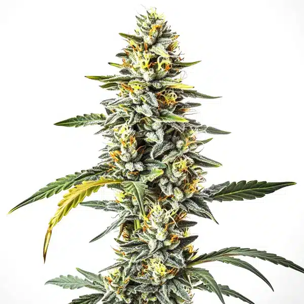 CBD Cheese (1:1)