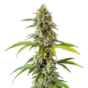 Planta de cannabis CBD Cream Cheese (1:1) con cogollos densos y equilibrio entre THC y CBD para efectos suaves.