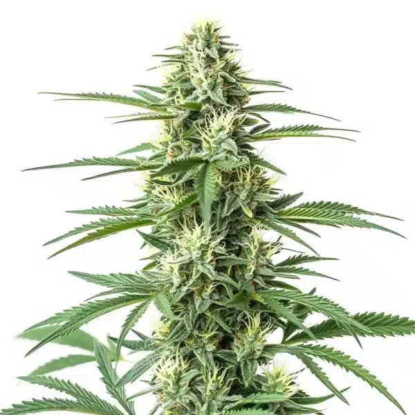 CBD Critical Mass (1:1)