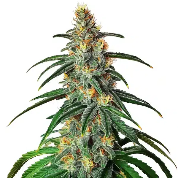 CBD Diesel (1:1)