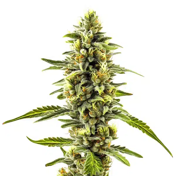 CBD Diesel x Gorilla (1:1)