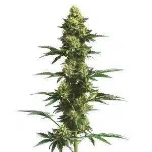 Planta de cannabis CBD Fruit (1:25) con cogollos compactos y alto contenido en CBD con mínimo THC.