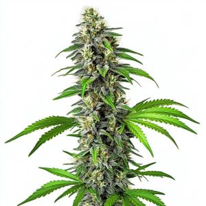 Planta de cannabis CBD Girl Scout Cookies (1:1) con cogollos resinosos.