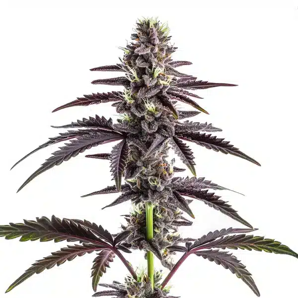 CBD Grape Pie (1:15)